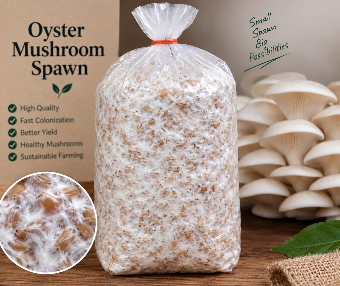Mushroom Spawn